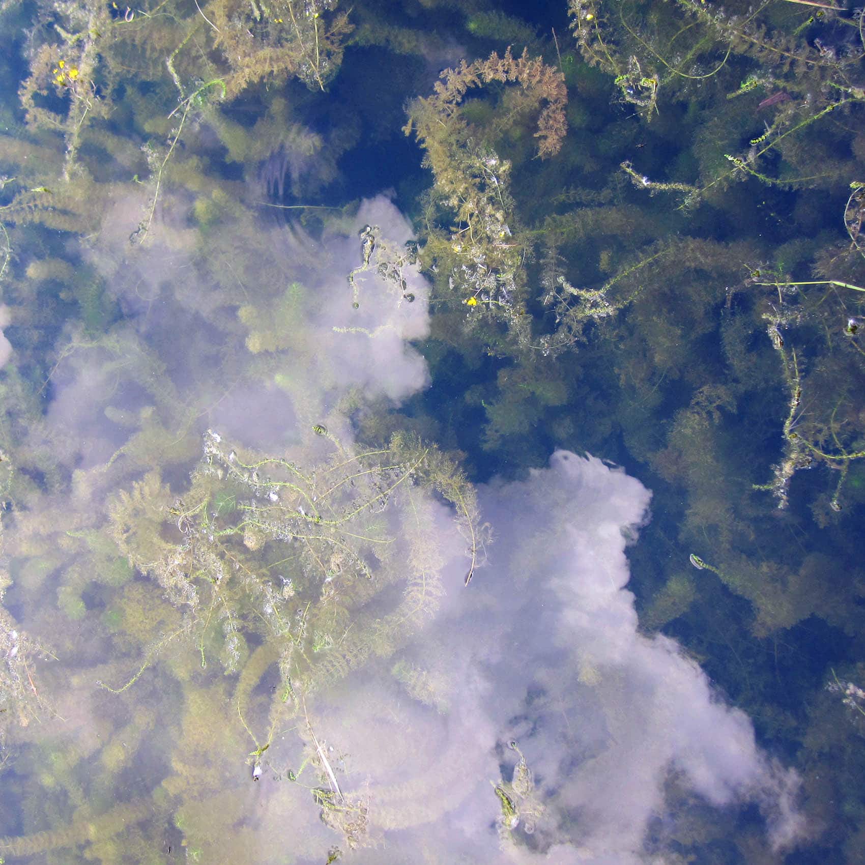 Photography of water plants underneath the surface of the water. Which reflects clouds that mimic the structure of the plants.