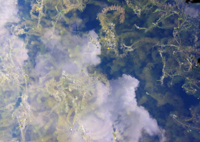 Water plants underneath the surface of the water. Which reflects clouds that mimic the structure of the plants.