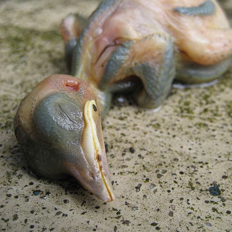 Dead baby bird